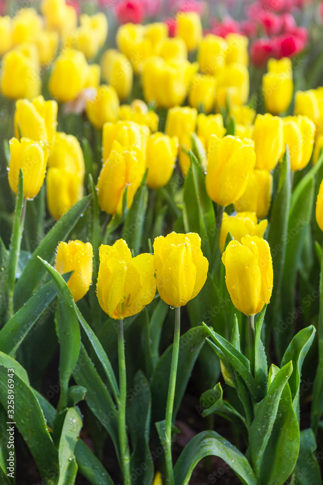 Yellow tulip garden, nature concept background, flower blooming in spring and summer season Yellow tulip garden, nature concept background, flower blooming in spring and summer season