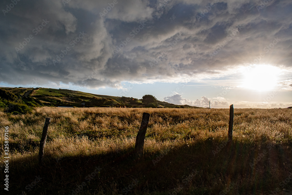 Golden grass at sunset with cloudy sky at Chiloe Island, Chile