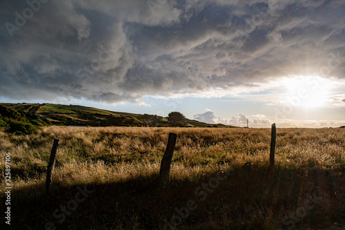 Golden grass at sunset with cloudy sky at Chiloe Island, Chile