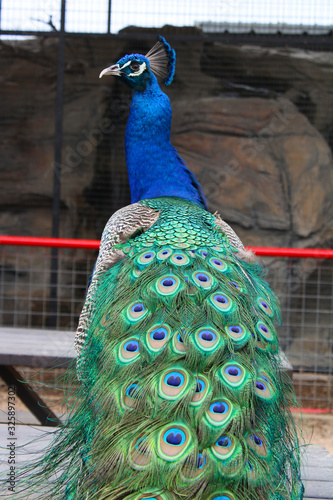 Colorful and beautiful Peacock