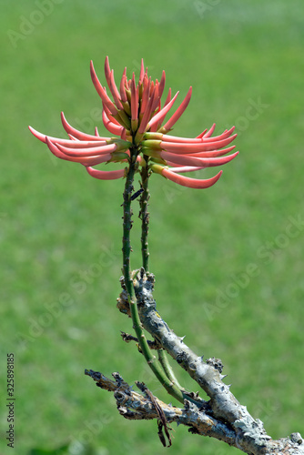 Closeup of the mulungu flower, Erythrina photo