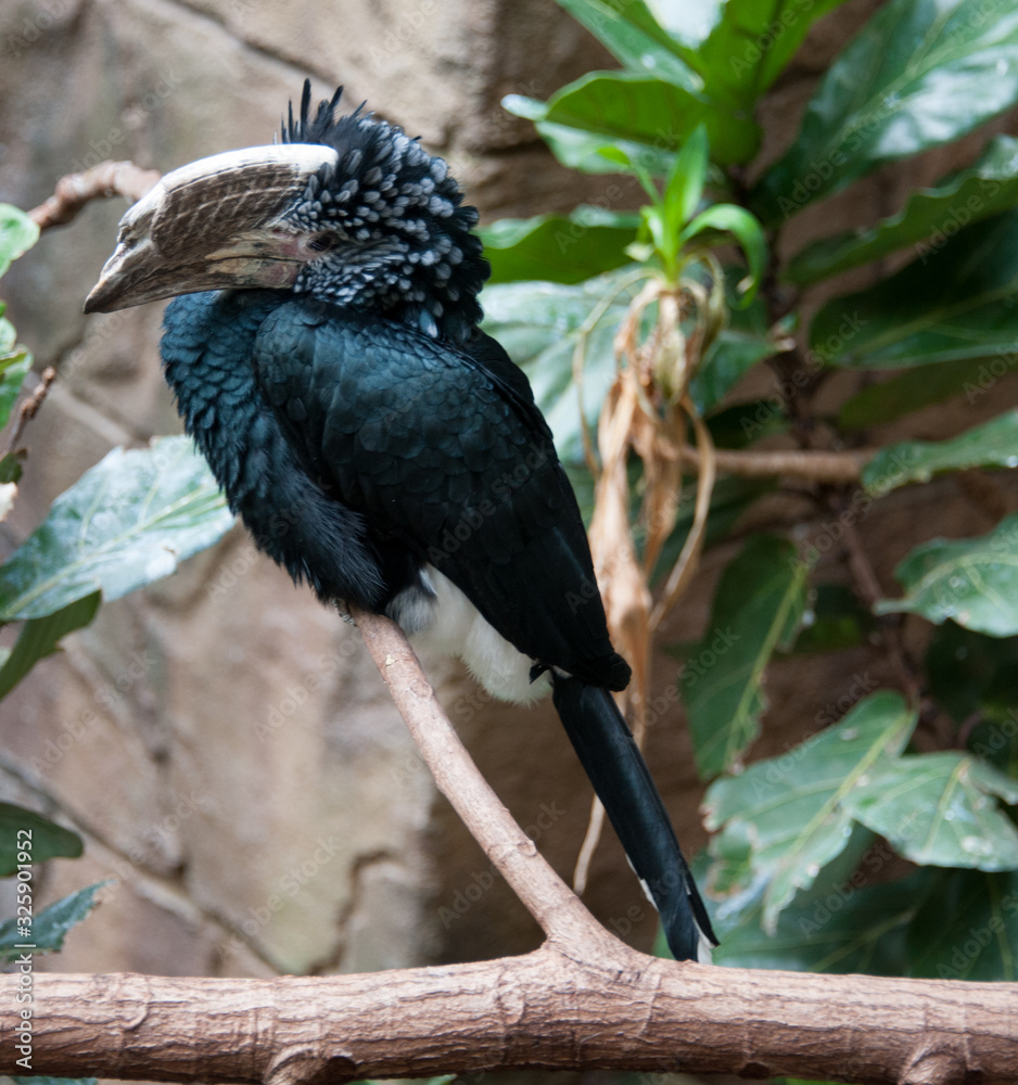 Obraz premium A hornbill sitting on a branch