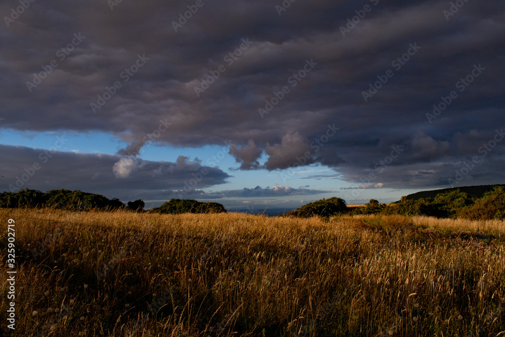 Fototapeta premium Golden grass on a cloudy day at sunset