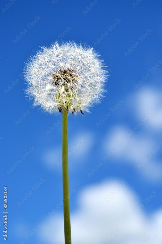 Nature background. Dandelion with seeds on blue sky with white cloude background close up. Vertical frame