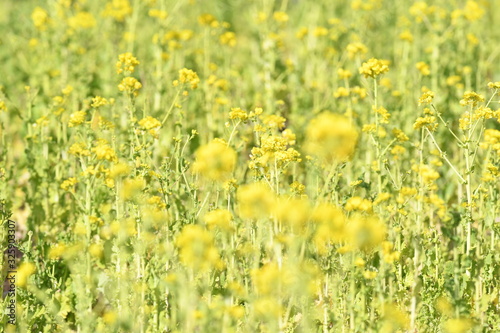 黄色い花　菜の花 © araho