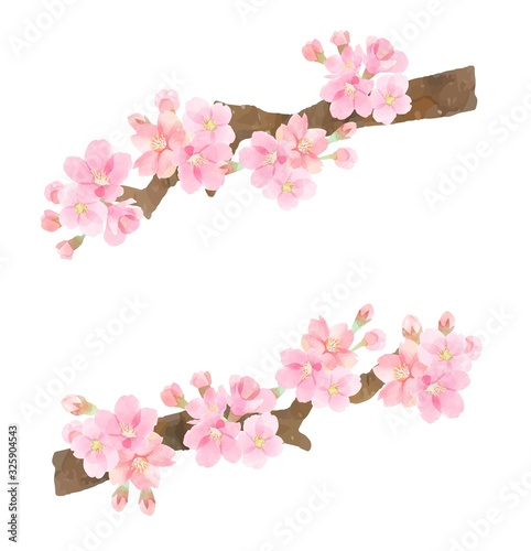 桜の枝