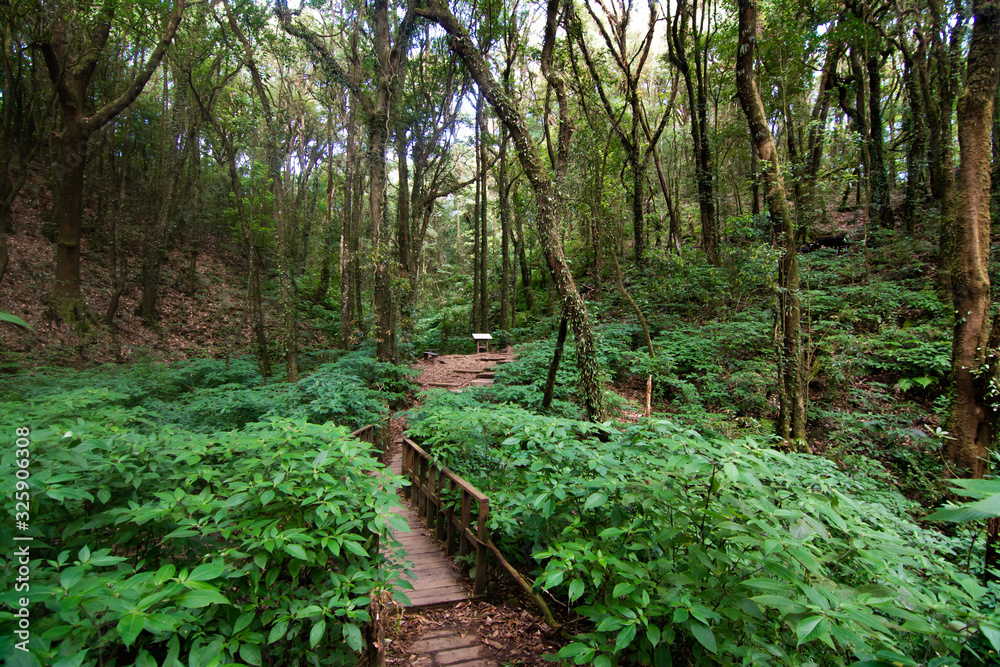 Rainforest in Doi Inthanon National Park , Thailand Rainforest in Doi Inthanon National Park , Thailand