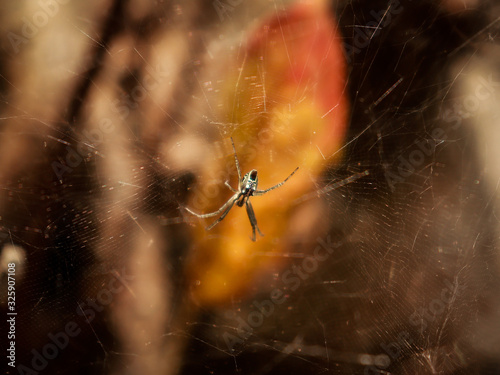 Macro shot of a spider sitting in it's web