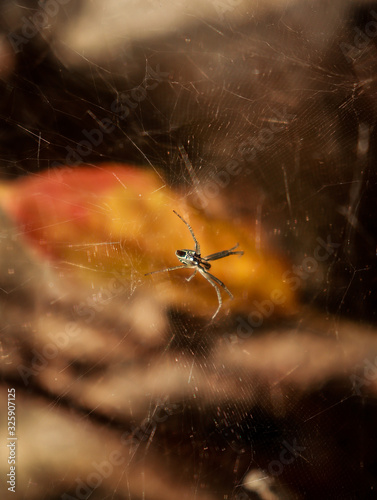 Macro shot of a spider sitting in it's web