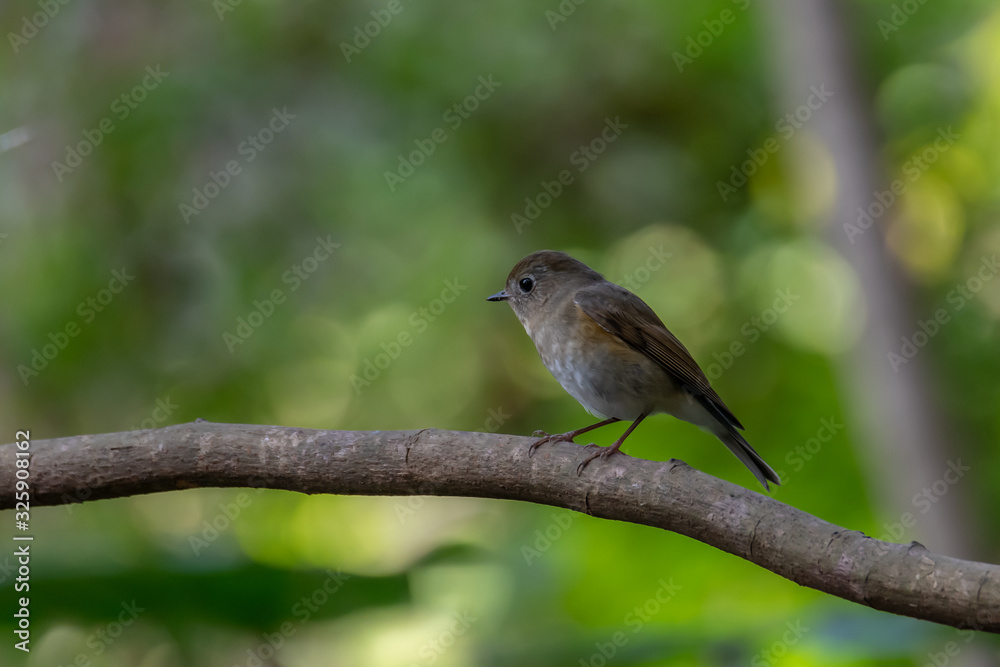 Female red-flanked bluetail on a branch Female red-flanked bluetail on a branch