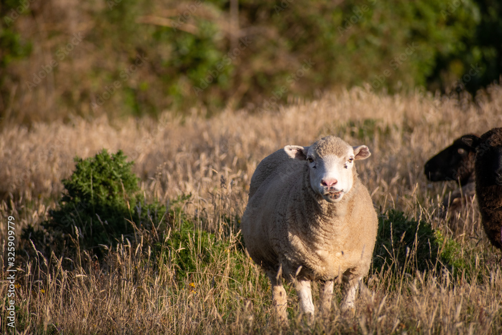Obraz premium White sheep on a meadow