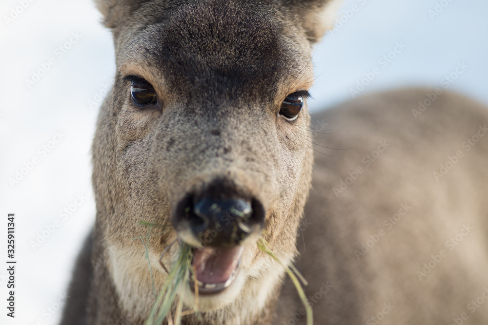 Fototapeta premium Funny Face Mule Deer with Open Mouth