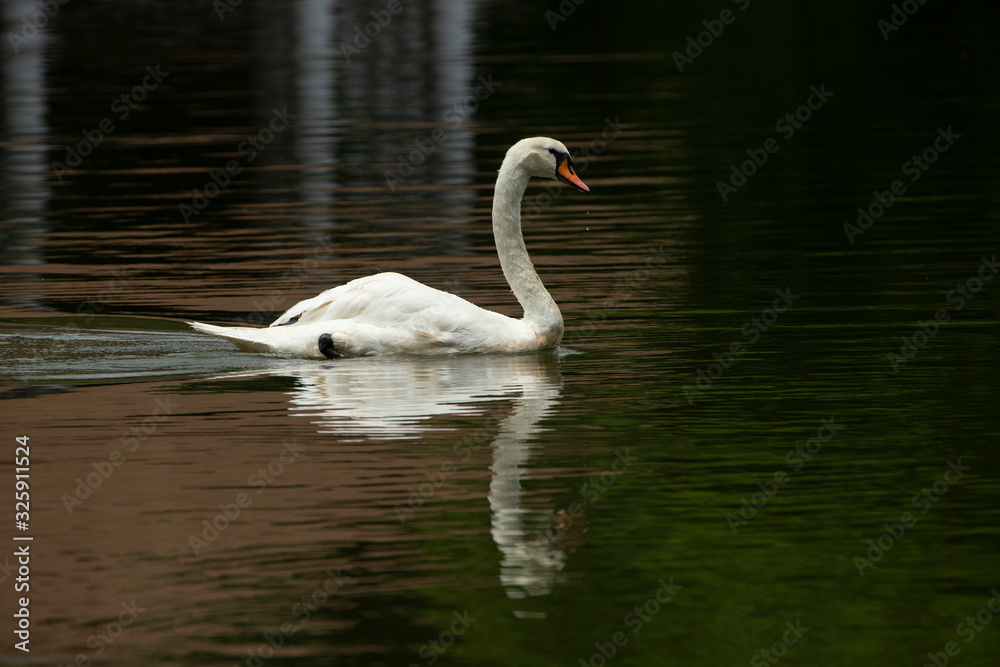 swan on the lake swan on the lake