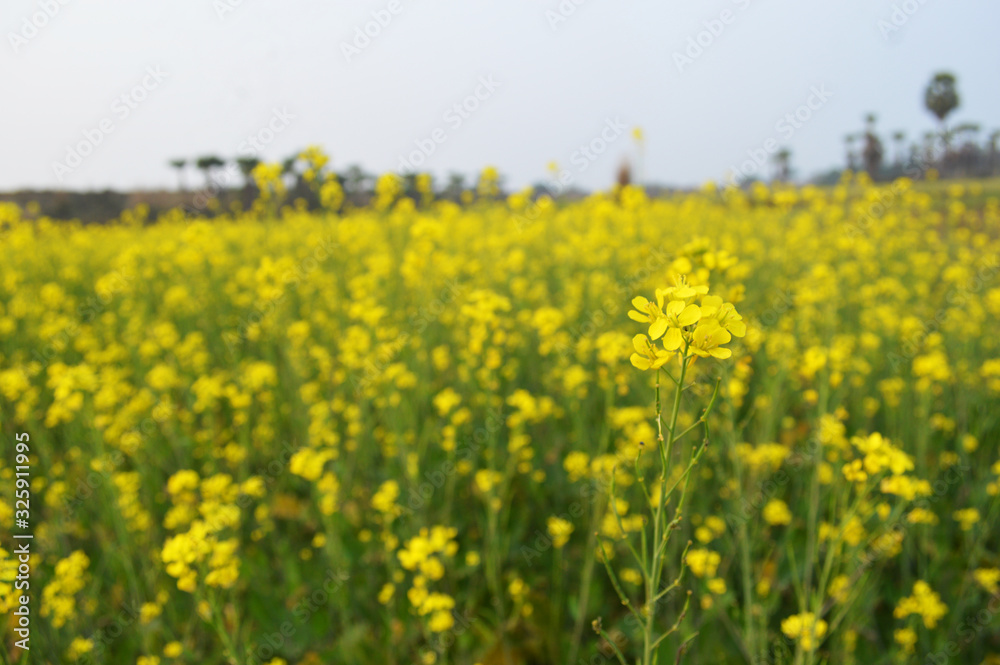 yellow mustard field captured during sunset. yellow mustard field captured during sunset.