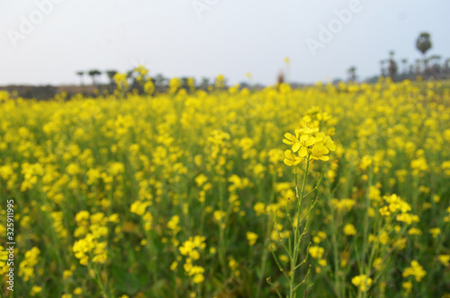 yellow mustard field captured during sunset. © AVIJIT