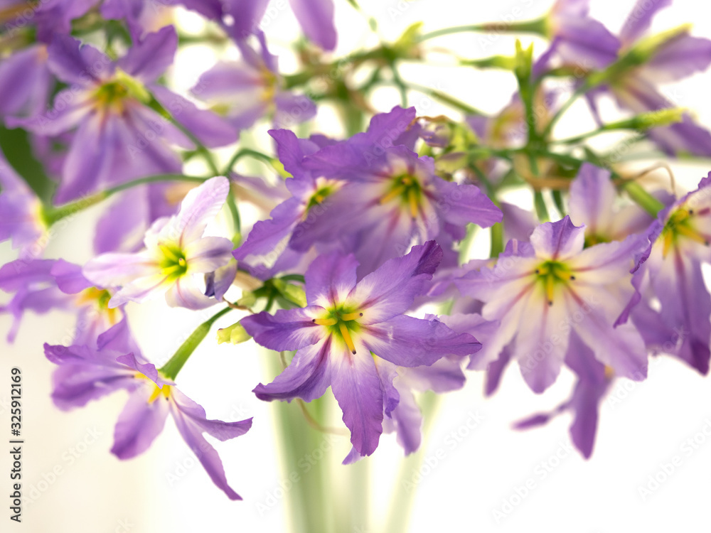 Obraz premium リューココリーネ