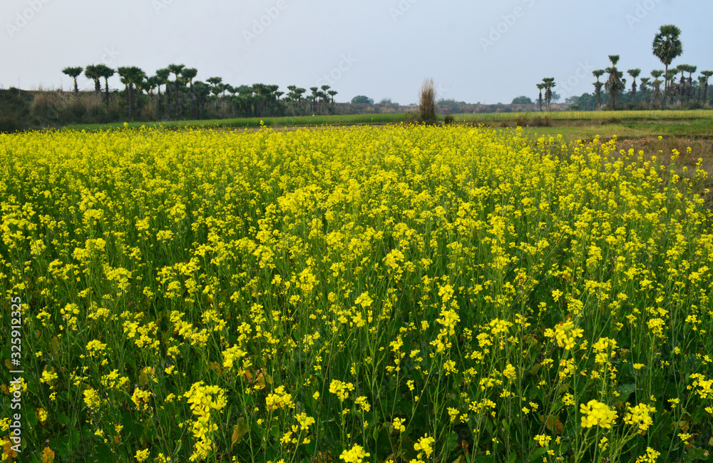 Obraz premium yellow mustard field captured during sunset.