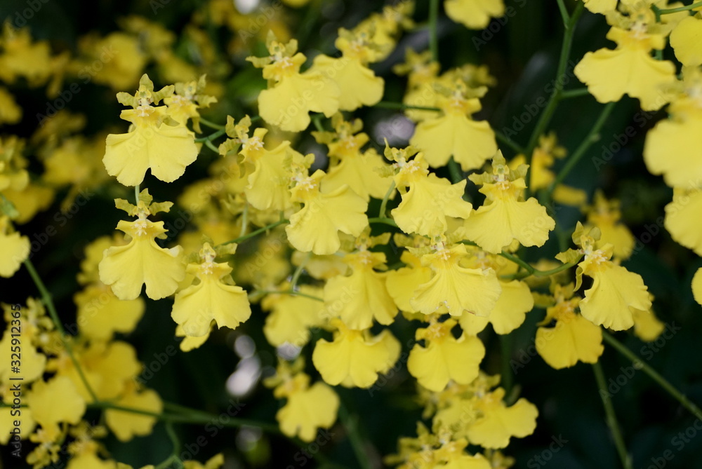 Tiny yellow Oncidium orchids at full bloom Tiny yellow Oncidium orchids at full bloom