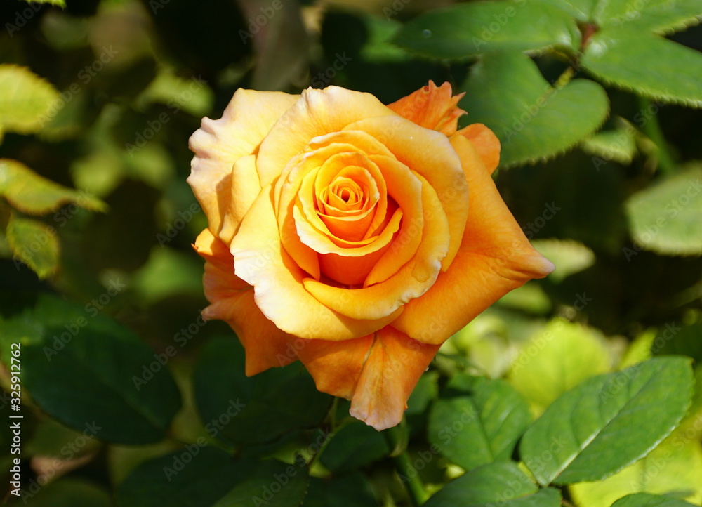 Beautiful orange hybrid tea rose flower at full bloom Beautiful orange hybrid tea rose flower at full bloom