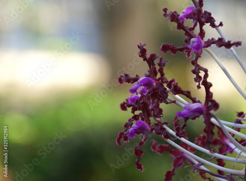 Beautiful clusters of purple Laelia Undulata tall orchid flowers photo