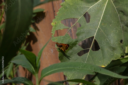A red groundling moth on a leaf with holes photo