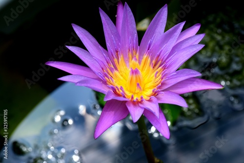 Colorful white flowers in the garden. lotus flower blooming. 