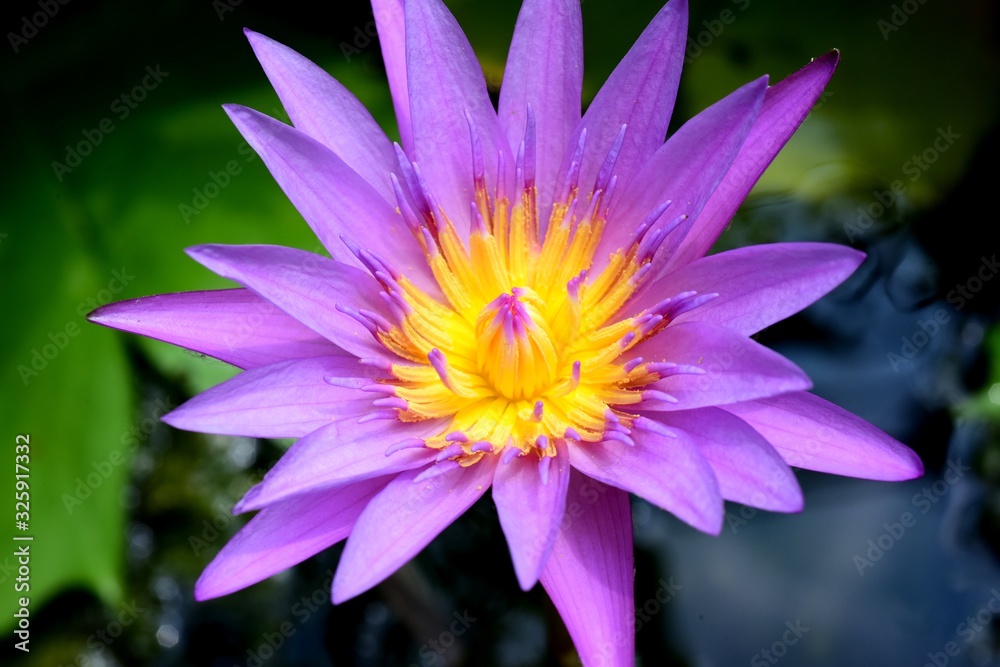 Colorful white flowers in the garden. lotus flower blooming. Colorful white flowers in the garden. lotus flower blooming.