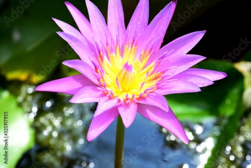 Blooming Lotus Flower and reflection in water  selective focus. 