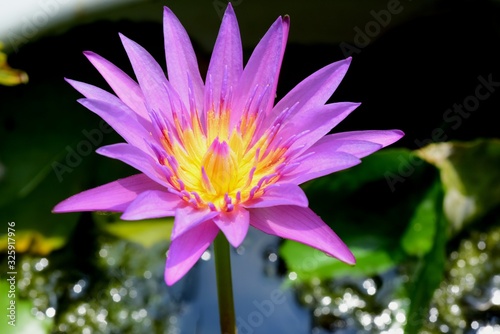 Colorful white flowers in the garden. lotus flower blooming. 