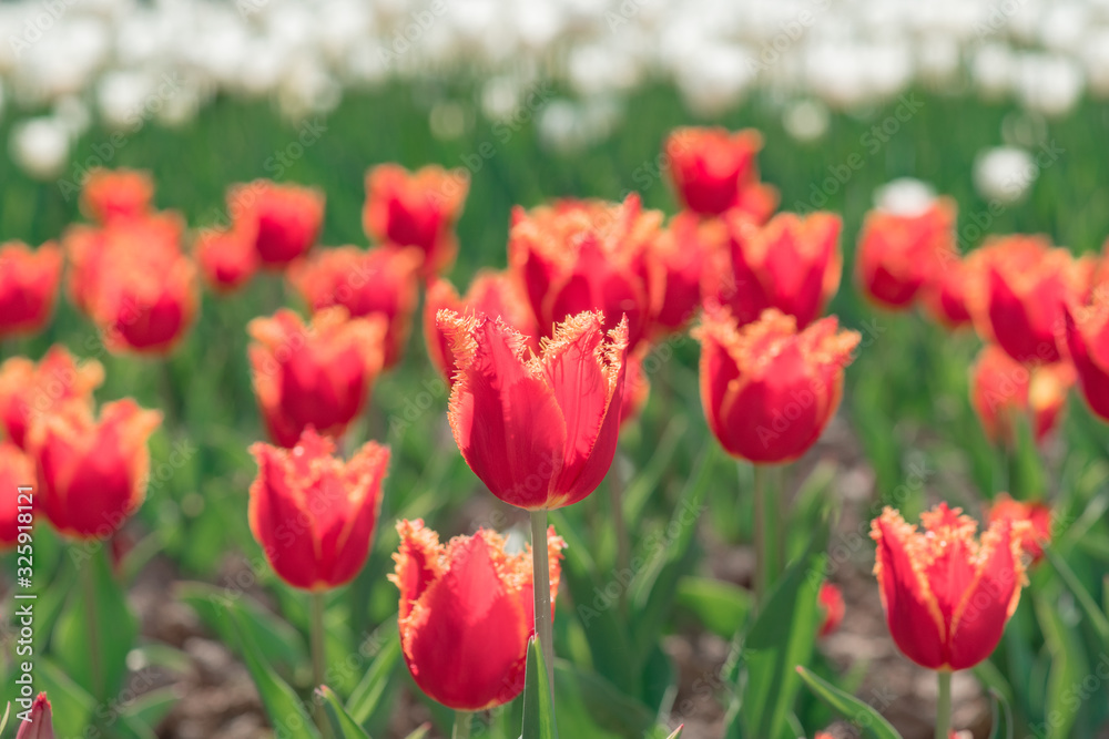 Tulips field. Spring flowers tulips. Tulips field. Spring flowers tulips.