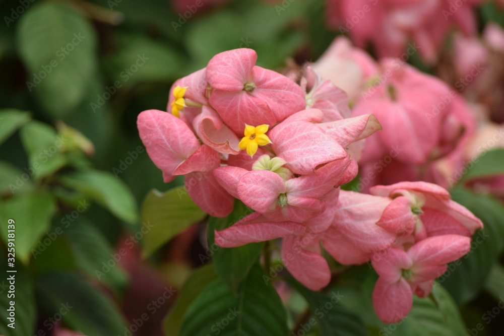 Garden flowers