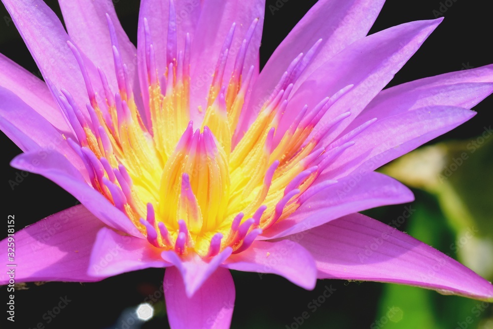 Blooming Lotus Flower and reflection in water, selective focus. Blooming Lotus Flower and reflection in water, selective focus.