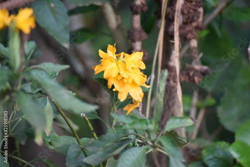 aboli yellow flowers photo