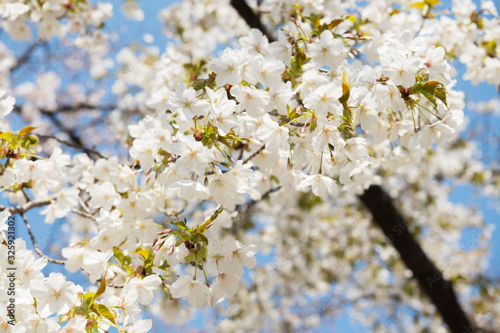 桜 桜