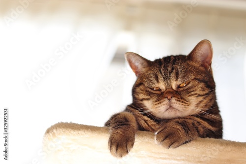 Foto 見下ろすふてにゃん猫アメリカンショートヘア