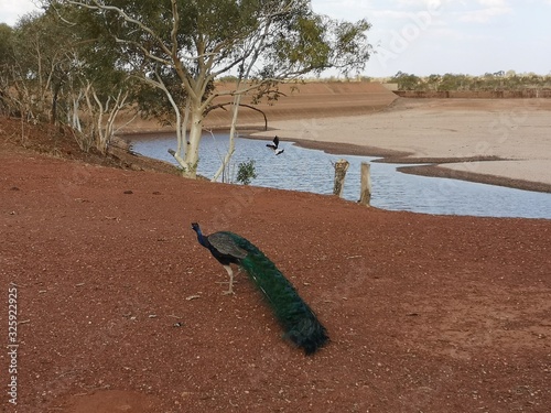 Pfau am fast ausgetrockneten Mary Ann Damm, Tennant Creek, Australien photo