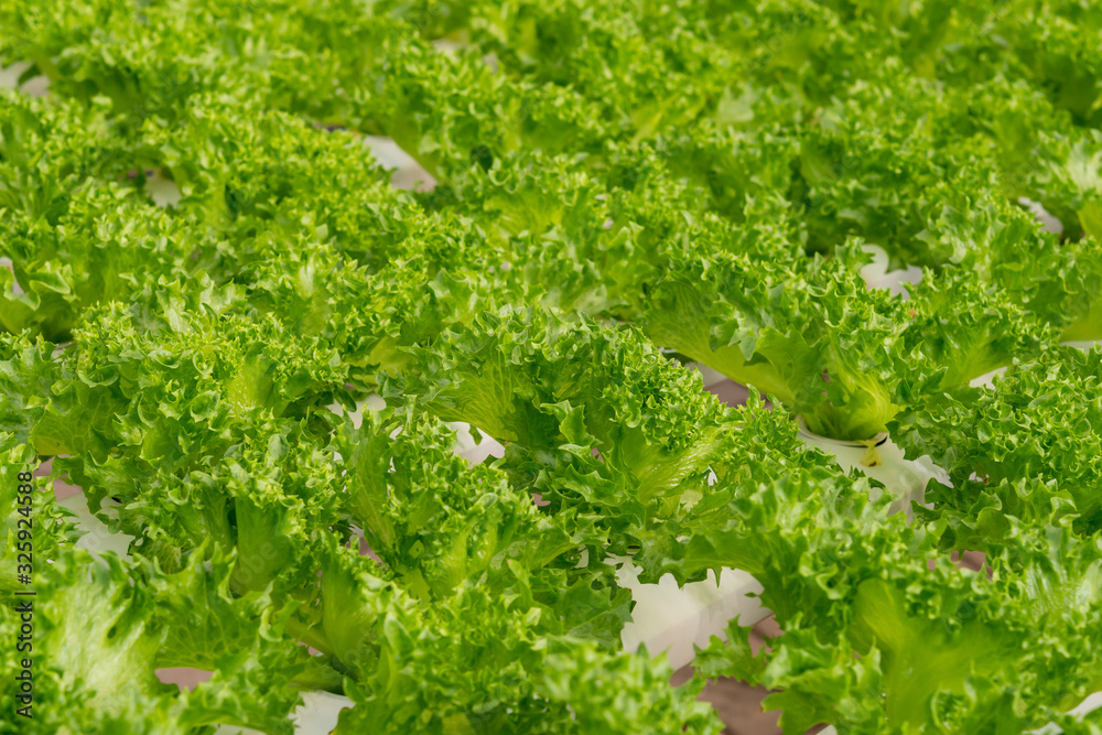 Fresh organic green oak lettuce vegetable plant farm