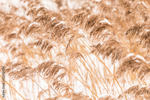 Beautiful horizontal background or texture of the  feather grass or kovyl field covered with hoar or rime in cold, chill or frost winter weather photo