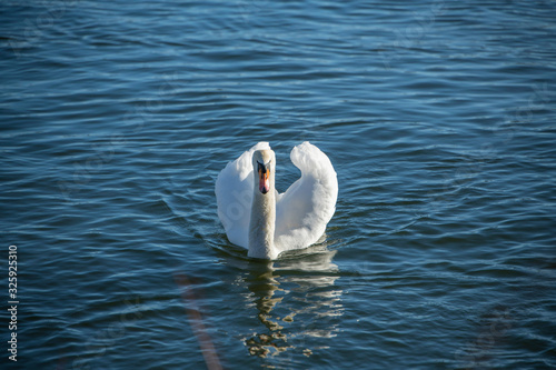 A Mute swan a winter day in Stockholm