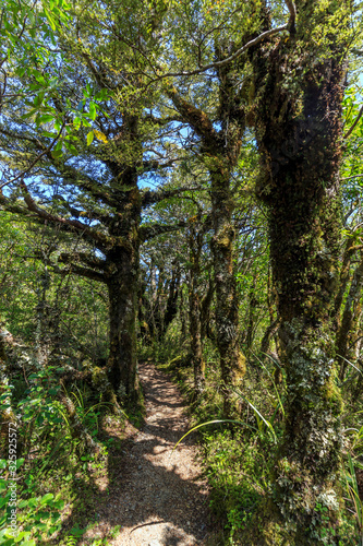 Whakapapa natural walk in Tongariro National Park, North Island, New Zealand.