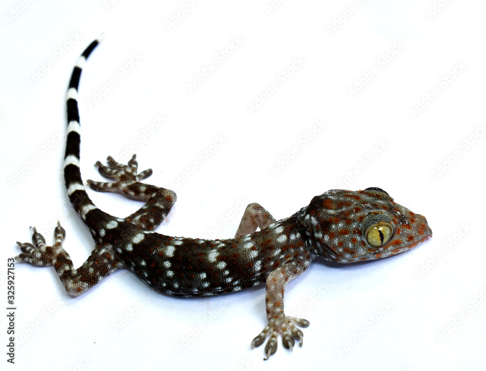 Naklejka premium - gecko (Xylotrupes Gideon) isolated on white background