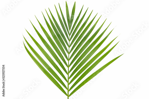 Palm leaf isolated on white background.