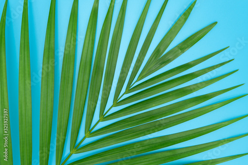 Palm leaf on light blue background.