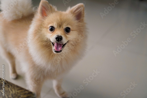pomeranian or small dog breed stands on granite floor and stick out its tongue