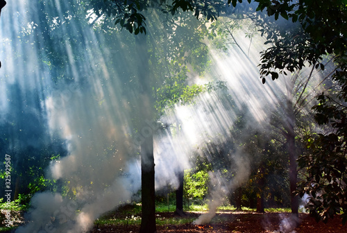 Sun rays shining through the trees in the garden. Wildfire and Fire burn effect to air pollution cause of dust PM2.5