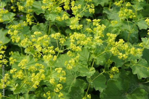 Alchemilla mollis or garden lady's-mantle green plant background with yellow flowers