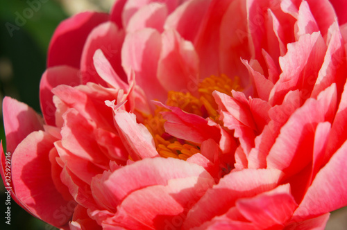 Fototapeta Naklejka Na Ścianę i Meble -  Paeonia lactiflora coral sunset red peony flowers head close up