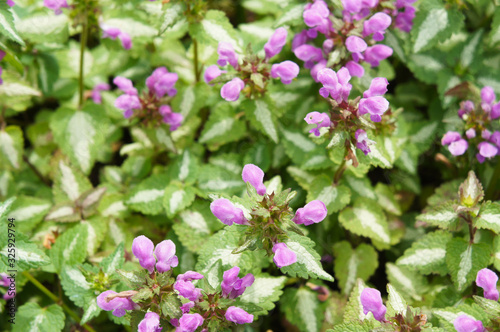 Spotted dead-nettle or pink pewter lamium maculatum green plant with pink flowers photo
