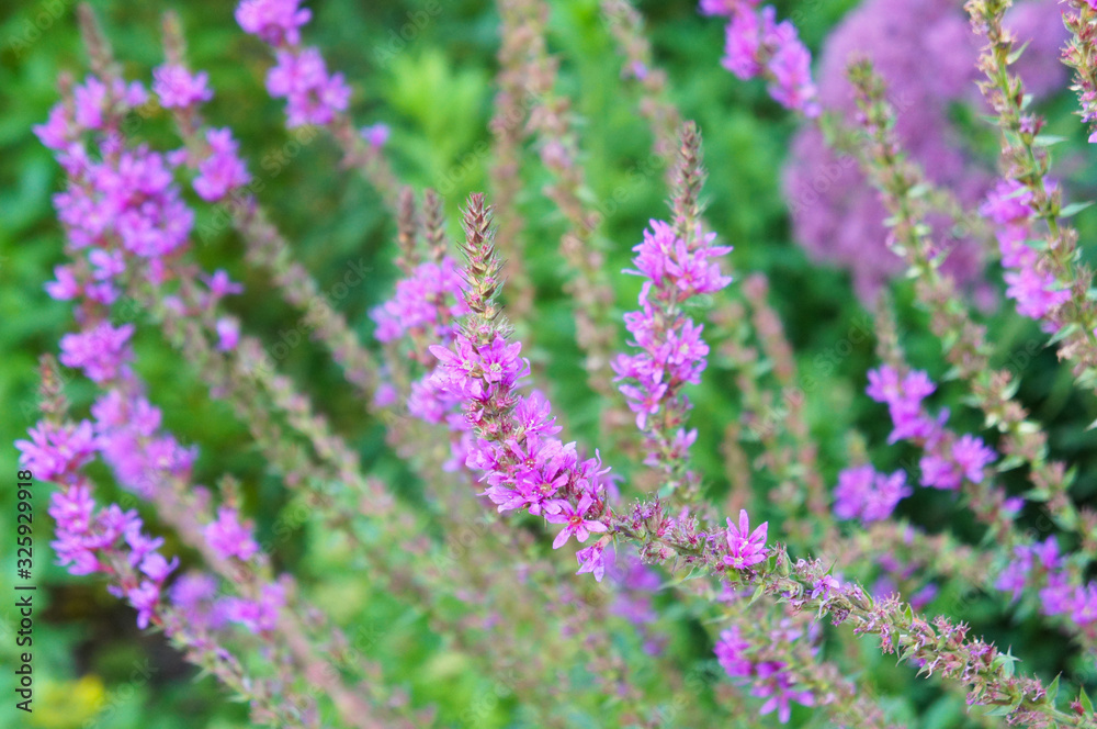 Swirl lythrum salicaria purple loosestrife flowers