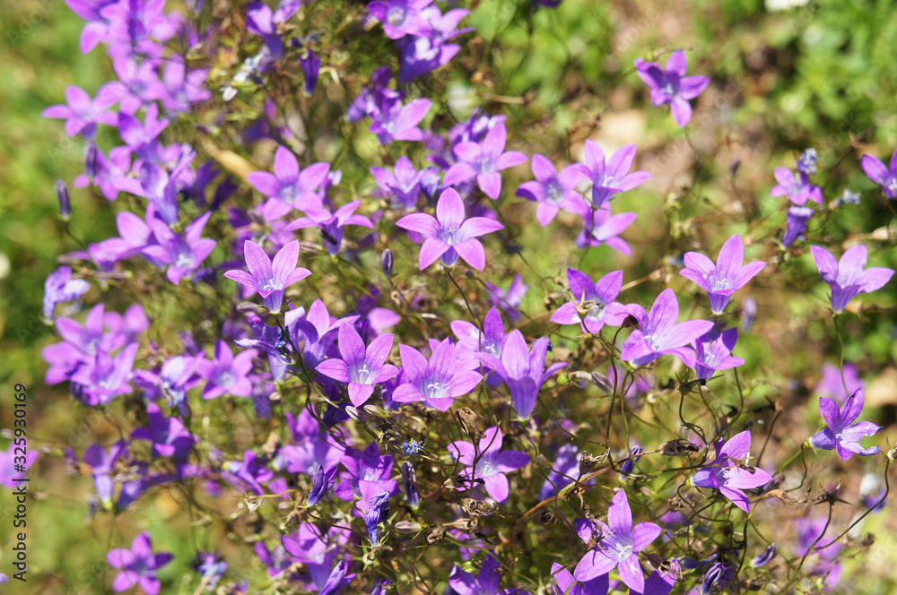 Campanula patula or spreading bellflower violet flowers in garden